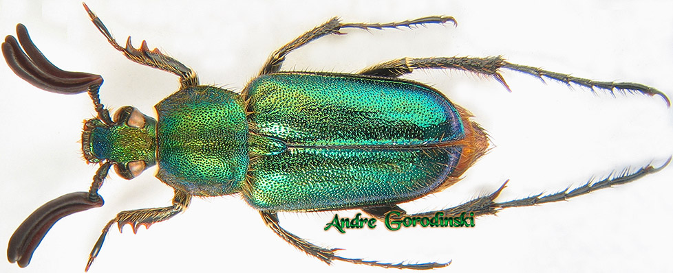 scarabs/Amphicoma dubia.jpg